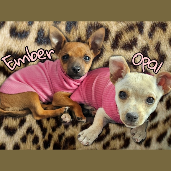 🐝🌹Live Show Listing🌹🐝 - Picture 10 of 10